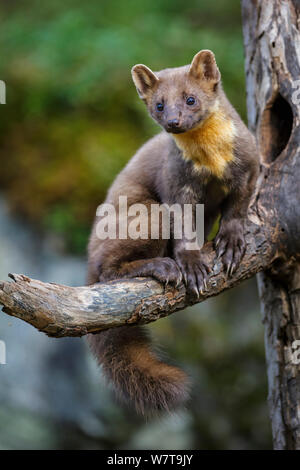 Martora (Martes martes) maschio bambino seduto sul ramo di un albero morto al di fuori di un vecchio picchio nero (Dryocopus martius) nido foro. Molde, Norvegia centrale, Settembre. Foto Stock