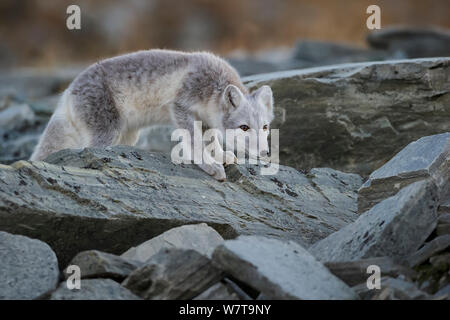 Arctic Fox (Alopex / Vulpes lagopus) portrait, during moult from grey summer fur to winter white. Dovrefjell National Park, Norway, September. Foto Stock