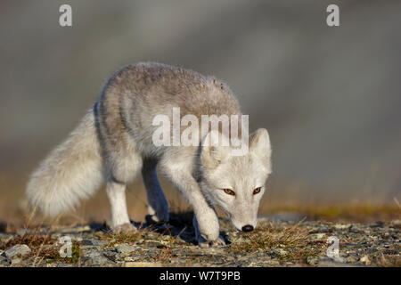 Arctic Fox (Alopex / Vulpes lagopus) portrait, during moult from grey summer fur to winter white. Dovrefjell National Park, Norway, September. Foto Stock