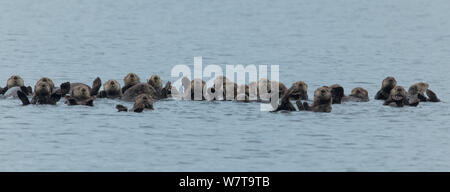 Una zattera di Lontra di mare (Enhydra lutris) socializzare insieme come galleggiano in mare, suono a Sitka, Alaska, Agosto. Foto Stock