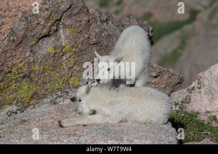 Rocky Mountain (Capra Oreamnos americanus) kid masticare su anothers orecchio, Mount Evans, Colorado, Stati Uniti d'America, Luglio. Foto Stock