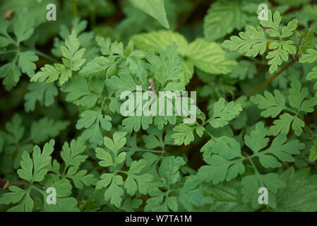 Geranium robertianum in fiore Foto Stock