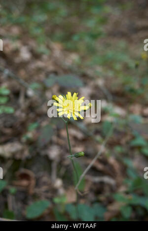 Hieracium maculatum close up Foto Stock