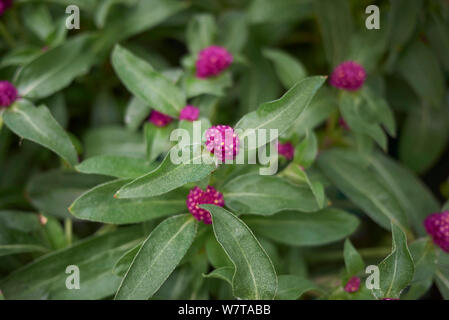 Fiori di magenta di Gomphrena globosa impianto Foto Stock