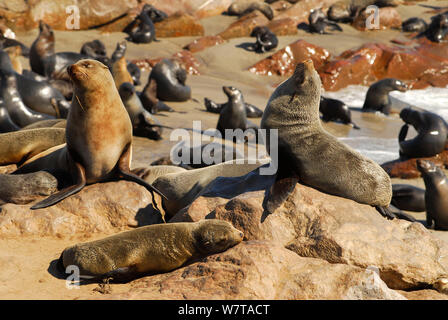 La colonia del capo le foche (Arctocephalus pusillus) a Cape Cross, Dorob National Park, Namibia. Foto Stock