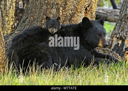 Orso di cannella, sottospecie di orso nero (Ursus americanus cinnamomum) madre con un giovane cucciolo. Parco Nazionale di Yellowstone, Wyoming USA, maggio. Foto Stock