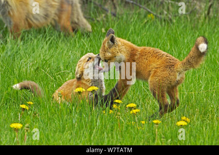 American Red Fox (Vulpes vulpes fulva) cubs giocando, Grand Teton National Park, Wyoming USA, maggio. Foto Stock