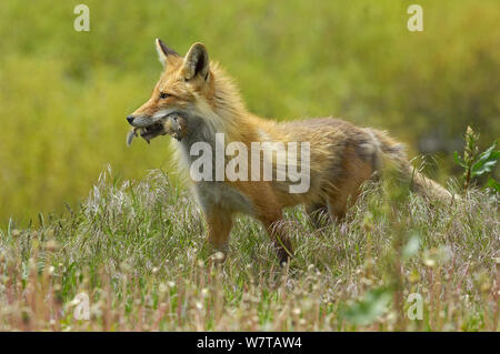 American Red Fox (Vulpes vulpes fulva) con massa Uinta scoiattolo (Spermophilus armatus) preda, Grand Teton National Park, Wyoming USA, maggio. Foto Stock