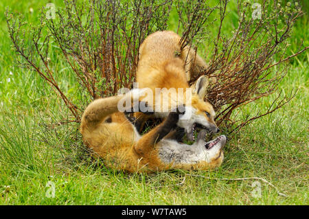 American Red Fox (Vulpes vulpes fulva) cubs giocando, Grand Teton National Park, Wyoming USA, maggio. Foto Stock