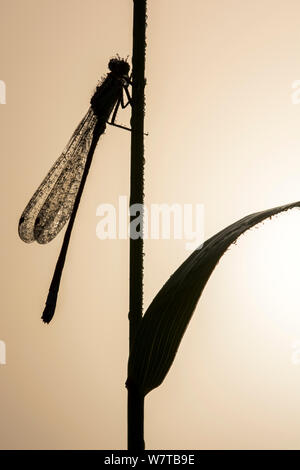 Blue tailed damselfly (Enallagma cyathigerum) stagliano sulla canna, di mattina presto, rugiada Tamar laghi, Cornwall, Regno Unito, Luglio. Foto Stock