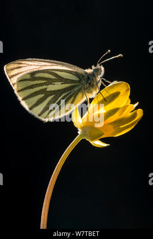 Verde-bianco venato butterfly (Artogeia / Sarcococca napi) poggiante su Lesser celandine (Ranunculus ficaria) fiore, Cornwall, Regno Unito, maggio. Foto Stock