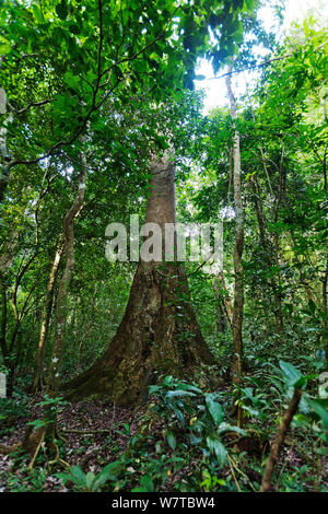 Budongo Pesante struttura in mogano (Entandrophragama utile), Budongo riserva forestale, Uganda. Le specie vulnerabili. Foto Stock