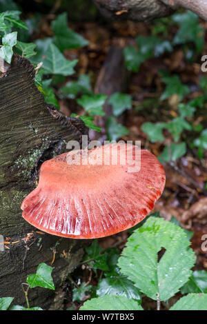 Bistecca di manzo Fungo (Fistulina hepatica) sul moncone di quercia. Surrey, Inghilterra, Regno Unito, ottobre. Foto Stock