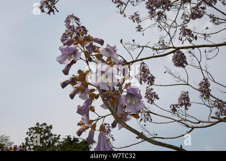 Paulownia tomentosa tree Foto Stock