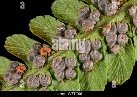 Le capsule di spore dal cestello maschio ferm (Dryopteris filix-mas) Foto Stock