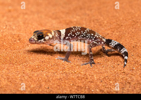 Australian fat-tailed gecko (Underwoodisaurus milii) schiusa, captive, dall'Australia. Foto Stock