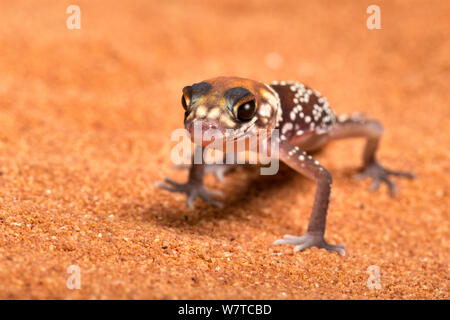 Australian fat-tailed gecko (Underwoodisaurus milii) schiusa, captive, dall'Australia. Foto Stock
