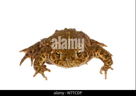 Natterjack toad (Bufo calamita) Munster-Sarmsheim, Renania-Palatinato, Germania, maggio. Progetto Meetyourneighbors.net Foto Stock