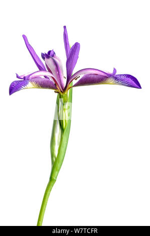 Bandiera Grass-Leaved (Iris graminea) in fiore, Slovenia, Europa, giugno progetto Meetyourneighbors.net Foto Stock