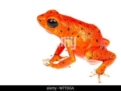 Strawberry Poison Frog (Oophaga pumilio) uno dei molti colori, Morph Tranquilo Bay, Panama. Progetto Meetyourneighbors.net Foto Stock