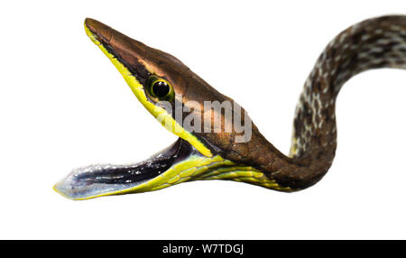 Vite marrone Snake (Oxybelis aeneus) con la bocca spalancata, Tranquilo Bay, Panama. Progetto Meetyourneighbors.net Foto Stock
