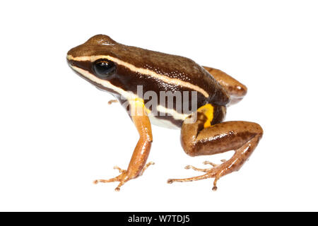 Brillante-thighed veleno-freccia (Rana Allobates femoralis) Kaw montagne, Guiana francese. Progetto Meetyourneighbors.net Foto Stock