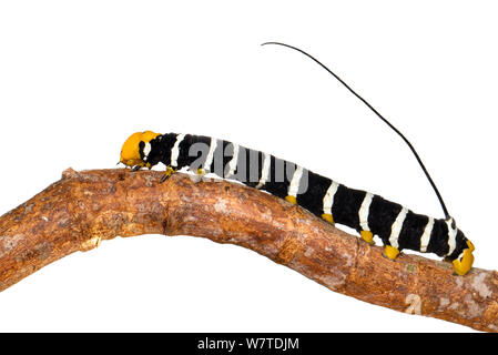 Unidentified Sphinx Moth Caterpillar (Sphingidae) Mahury, Guiana francese. Progetto Meetyourneighbors.net Foto Stock