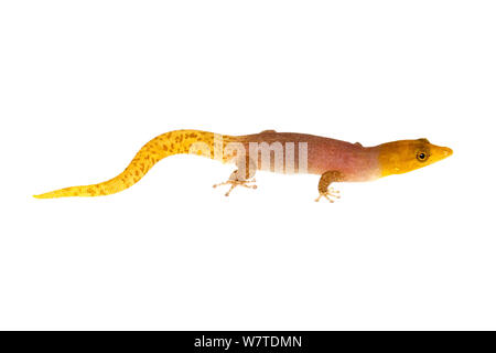 Sphaerodactylus homolepis Isla Colon, Panama. Progetto Meetyourneighbors.net Foto Stock