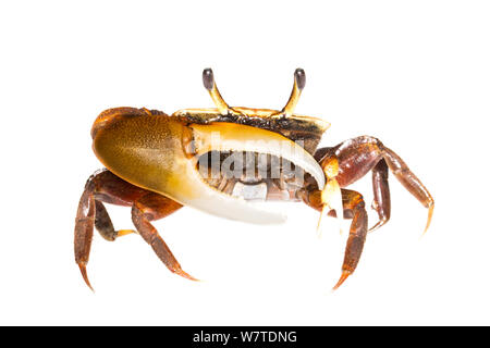 Unidentified Fiddler Crab (Uca sp.) Isla Colon, Panama. Progetto Meetyourneighbors.net Foto Stock