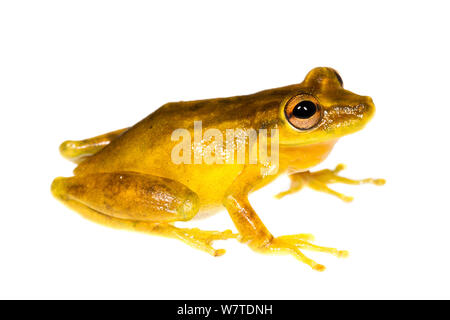 Olive Tree (Rana Scinax elaeochroa) Isla Colon, Panama. Progetto Meetyourneighbors.net Foto Stock