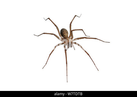 Casa spider (Tegenaria domestica) Barnt Green, Worcestershire, Regno Unito, maggio. Progetto Meetyourneighbors.net Foto Stock