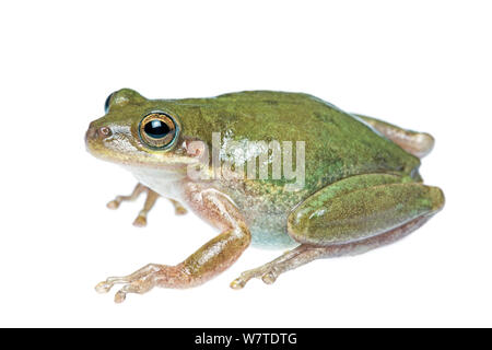 Lo scoiattolo Treefrog (Hyla squirella) profilo, South Padre Island, Cameron County, Basso Rio Grande Valley, Texas, Stati Uniti d'America, Nord America, Settembre. Progetto Meetyourneighbors.net Foto Stock