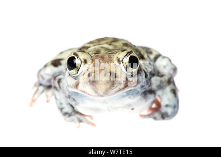 Le pianure Spadefoot Toad (Spea bombifrons) ritratto maschile, Hidalgo County, Basso Rio Grande Valley, Texas, Stati Uniti d'America, Nord America, Settembre. Progetto Meetyourneighbors.net Foto Stock