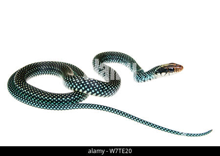 Chiazzato Racer (Drymobius margaritiferus) profilo, Sabal Palm Santuario, Cameron County, Basso Rio Grande Valley, Texas, Stati Uniti d'America, Nord America Luglio. Progetto Meetyourneighbors.net Foto Stock