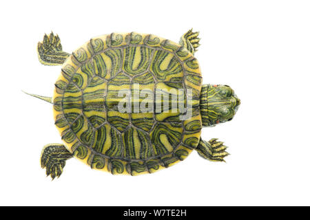 Tartaruga dalle orecchie rosse (Trachemys scripta elegans) capretti visto dal di sopra, Sabal Palm Santuario, Cameron County, Basso Rio Grande Valley, Texas, Stati Uniti d'America, Nord America, Settembre. Progetto Meetyourneighbors.net Foto Stock