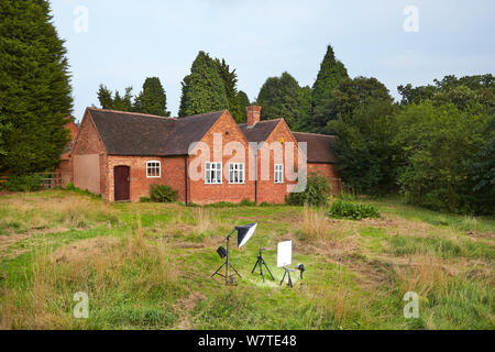 Soddisfare i vostri vicini settore studio di fotografare Bank vole (Clethrionomys glareolus) su more, Worcestershire, Regno Unito, Agosto. Progetto Meetyourneighbors.net Foto Stock