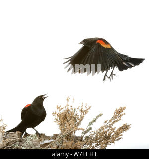 Rosso-winged Blackbird (Agelaius phoeniceus) chiamando un altro in volo, Arroyo Seco, Nuovo Messico, USA, dicembre. Progetto Meetyourneighbors.net Foto Stock