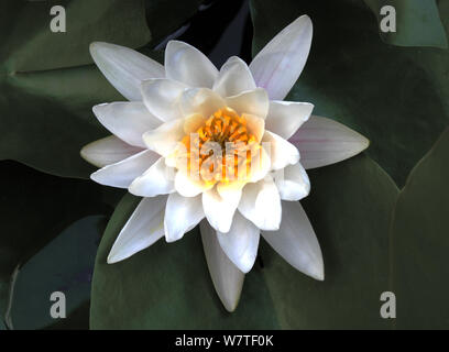 White giglio di acqua in acqua tra le foglie. Foto Stock