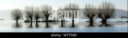 Panorama gli alberi di salice in acqua di inondazione oltre i campi di West Sedgemoor vicino a Stoke St Gregory, Somerset livelli, Somerset, Regno Unito. Gennaio 2014. Composito Digitale, file più grande disponibile. Foto Stock