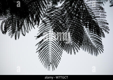 Palm (Areaceae) lascia stagliano nella nebbia all'alba, Royal Chitwan National Park, Nepal. Foto Stock