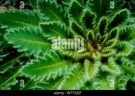 Close up Meconopsis paniculata foglie a 3.500 metri di altitudine nel Santuario di Annapurna, centrale del Nepal, Novembre. Foto Stock