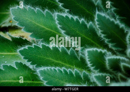 Close up Meconopsis paniculata foglie a 3.500 metri di altitudine nel Santuario di Annapurna, centrale del Nepal, Novembre. Foto Stock