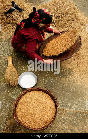 Donna di spulatura il grano dal loglio Ghandruk Village (a 1990m.). Santuario di Annapurna, Nepal, novembre 2011. Foto Stock