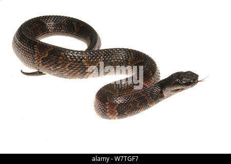 Cottonmouth snake (Agkistrodon piscivorous) Jean Lafitte del Parco Statale di New Orleans, Louisiana, USA Maggio. Progetto Meetyourneighbors.net Foto Stock