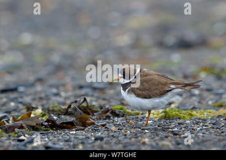 Comune Plower inanellato (Charadrius hiaticula) alimentazione, British Columbia, Canada, a giugno. Foto Stock