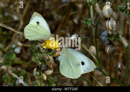 Large White farfalle (Sarcococca brassicae) su Hawkeed (Oxtongue Picris hieracioides), costa atlantica, della Vandea, Francia, settembre. Foto Stock
