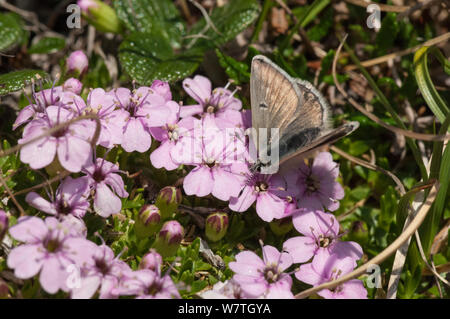 Arctic Blue Butterfly (Plebeius glandon) alimentazione femmina su nectar, Lapponia, Finlandia, Luglio. Foto Stock