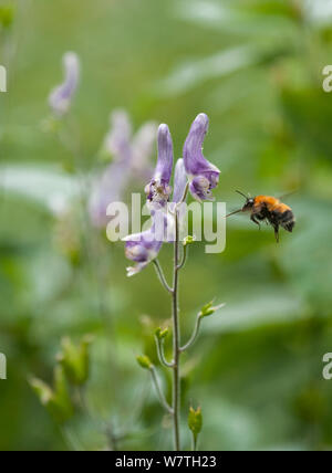 Aconitum bumblebee (Bombus consobrinus) in volo a fiore, Finlandia orientale, Luglio. Foto Stock