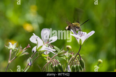 Ampio delimitato bee hawk-moth (Hemaris fuciformis) alimentazione su nectar in volo, del sud della Karelia, Finlandia meridionale, Giugno. Foto Stock