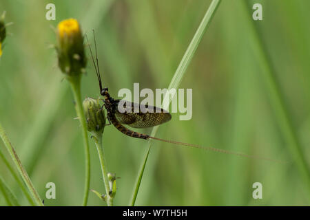 Brown Mayfly (Ephemera vulgata) maschio adulto, Joutsa (ex Leivonmaki), in Finlandia, in luglio. Foto Stock